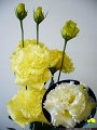 Eustoma Voyage Yellow